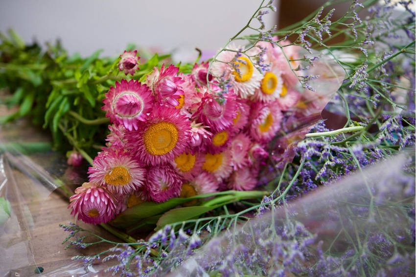 How to Grow Everlasting Daisies from Seed The Seed Collection